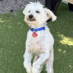 Osito is a Poodle, Miniature.