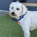 Osito is a Poodle, Miniature.