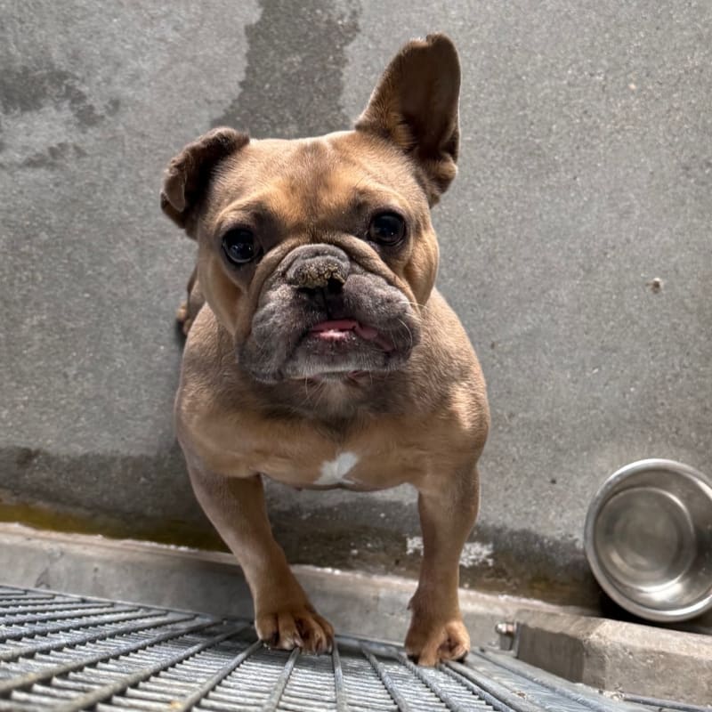 Lilly is a Bulldog, French.