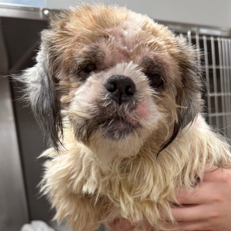 Martha is a Shih Tzu.