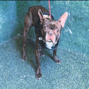 Gizmo is a Terrier, Boston.