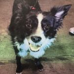 Simone is a Collie, Border.