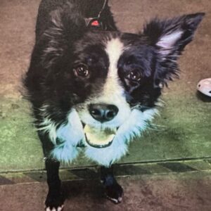 Simone is a Collie, Border.