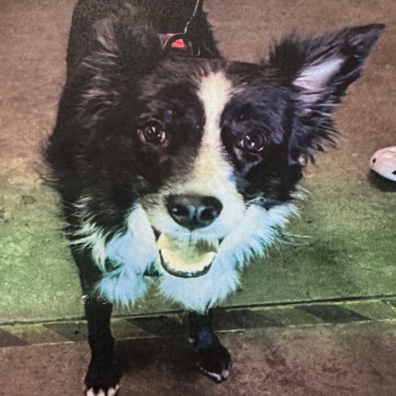 Simone is a Collie, Border.