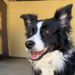 Simone is a Collie, Border.