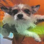 Maya is a Terrier, Jack Russell/Mix.