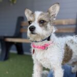 Maya is a Terrier, Jack Russell/Mix.