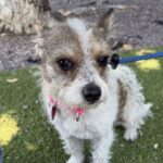 Maya is a Terrier, Jack Russell/Mix.