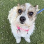 Maya is a Terrier, Jack Russell/Mix.