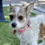 Maya is a Terrier, Jack Russell/Mix.
