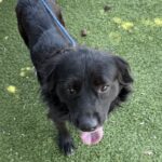 Sloth is a Collie, Border.