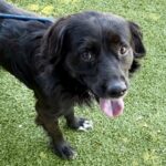 Sloth is a Collie, Border.
