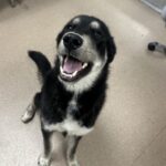 Espresso is a Husky, Siberian.