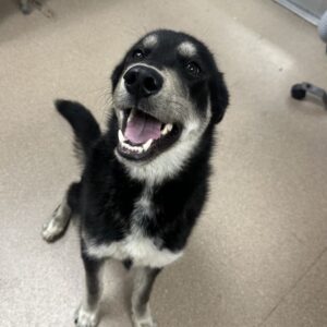 Espresso is a Husky, Siberian.