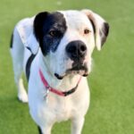Zena is a Great Dane.
