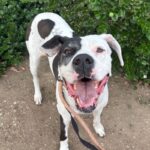 Zena is a Great Dane.