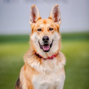 Nya is a Shepherd, German/Pointer, German Wirehaired.