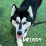 Melody is a Husky, Siberian/Mix.