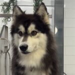 Melody is a Husky, Siberian/Mix.