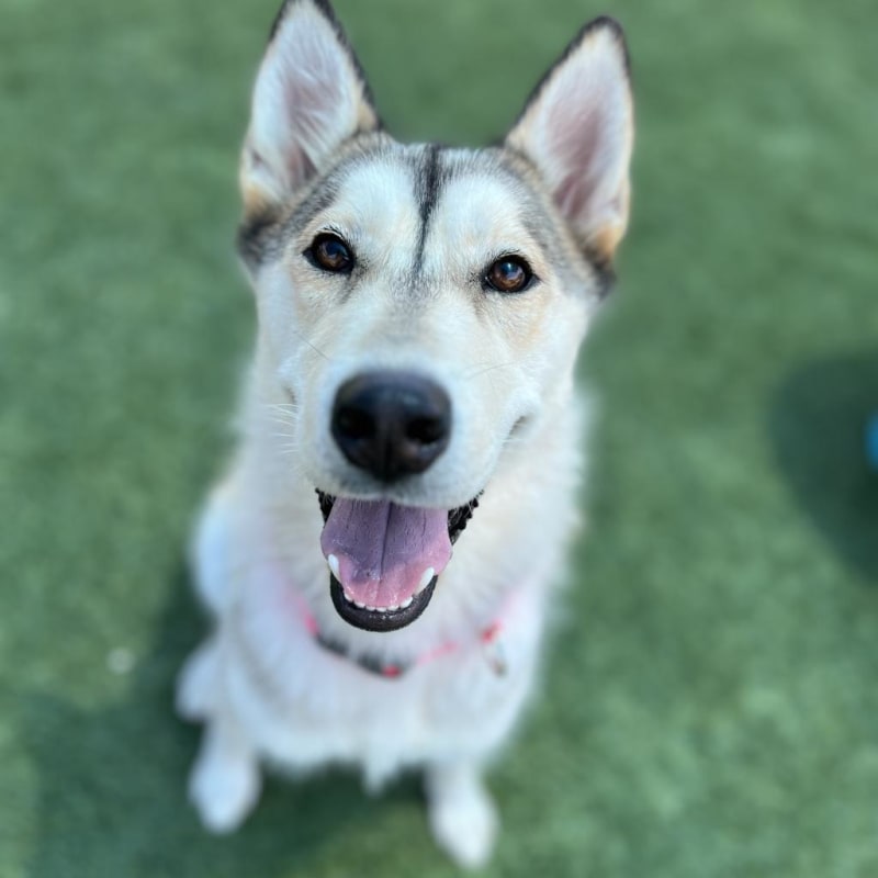 Sashimi is a Husky/Mix.