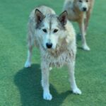 Sashimi is a Husky/Mix.