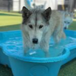 Sashimi is a Husky/Mix.