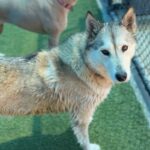Sashimi is a Husky/Mix.