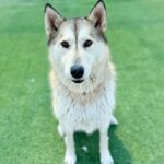 Sashimi is a Husky/Mix.