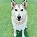 Sashimi is a Husky/Mix.