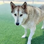 Sashimi is a Husky/Mix.