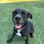 Baby is a Retriever, Labrador/Terrier, American Staffordshire.