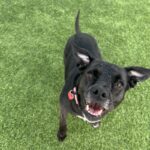 Baby is a Retriever, Labrador/Terrier, American Staffordshire.