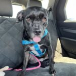 Baby is a Retriever, Labrador/Terrier, American Staffordshire.