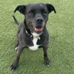 Baby is a Retriever, Labrador/Terrier, American Staffordshire.