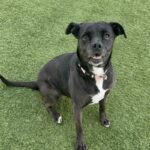 Baby is a Retriever, Labrador/Terrier, American Staffordshire.