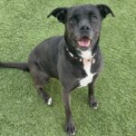Baby is a Retriever, Labrador/Terrier, American Staffordshire.