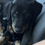 True is a Rottweiler/Mix.