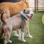 Kale is a Terrier, Pit Bull/Mixed Breed (Medium).