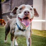 Kale is a Terrier, Pit Bull/Mixed Breed (Medium).
