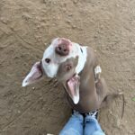 Kale is a Terrier, Pit Bull/Mixed Breed (Medium).