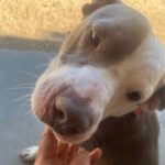 Kale is a Terrier, Pit Bull/Mixed Breed (Medium).