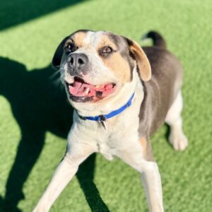 Ferris is a Mixed Breed (Large).