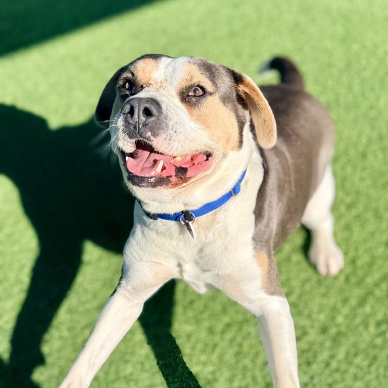 Ferris is a Mixed Breed (Large).