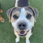 Ferris is a Mixed Breed (Large).