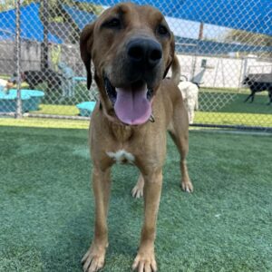 Fawn is a Mixed Breed (Large).
