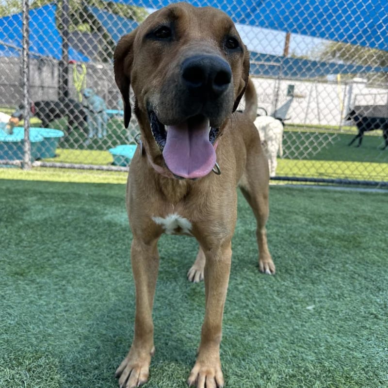 Fawn is a Mixed Breed (Large).