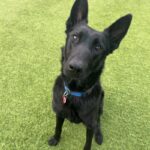 Duke is a Mixed Breed (Large).