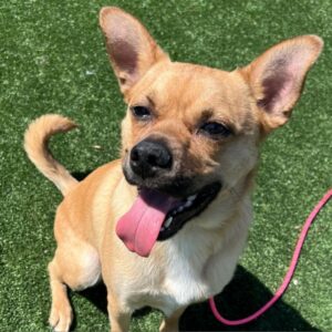 Reel is a Mixed Breed (Medium).