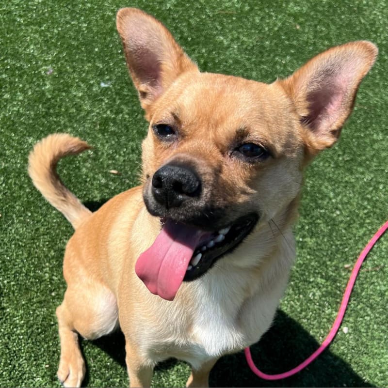 Reel is a Mixed Breed (Medium).