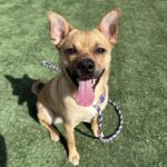 Reel is a Mixed Breed (Medium).